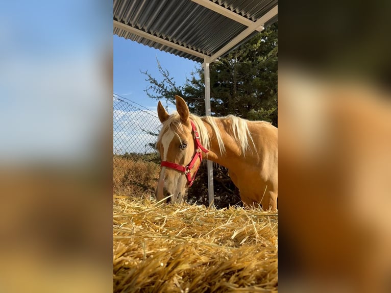 Sonstige Rassen Stute 2 Jahre Pearl in Alcalá de Henares