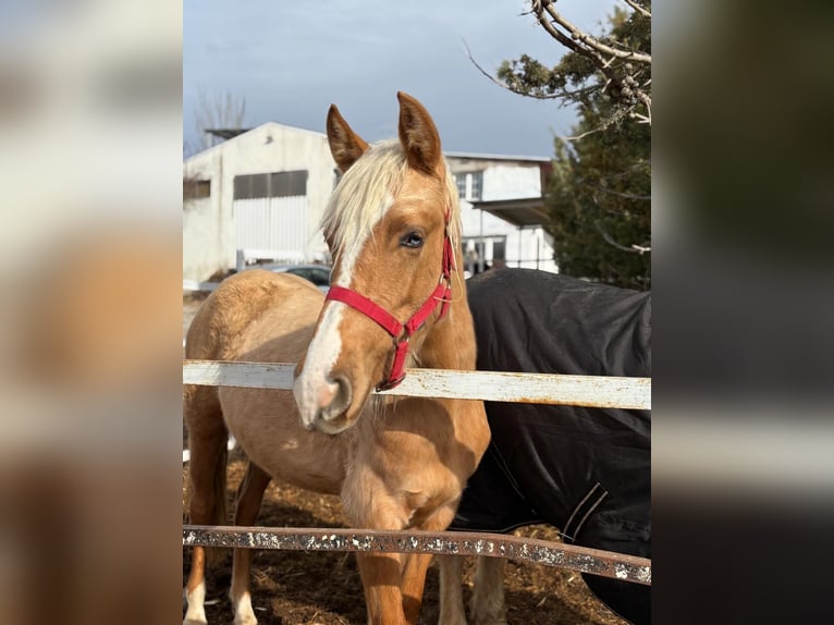 Sonstige Rassen Stute 2 Jahre Pearl in Alcalá de Henares