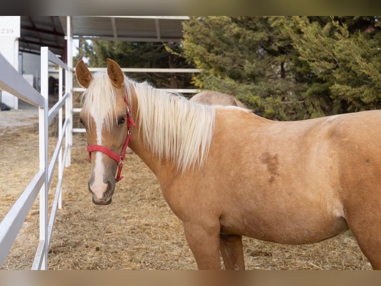 Sonstige Rassen Stute 2 Jahre Pearl in Alcalá de Henares
