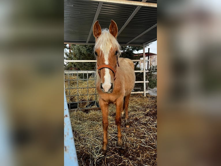 Sonstige Rassen Stute 2 Jahre Pearl in Alcalá de Henares