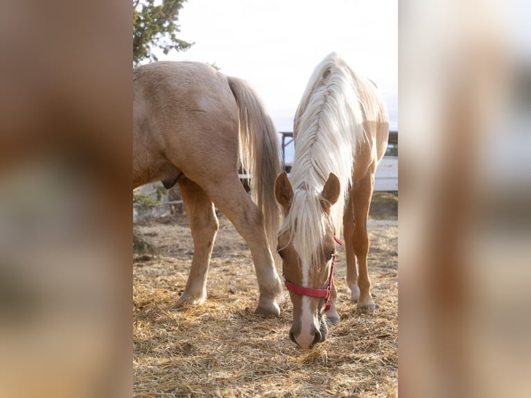 Sonstige Rassen Stute 2 Jahre Pearl in Alcalá de Henares