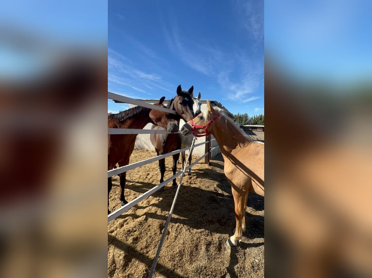 Sonstige Rassen Stute 2 Jahre Pearl in Alcalá de Henares