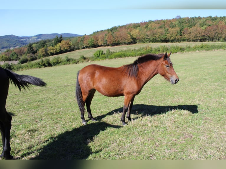 Sonstige Rassen Stute 3 Jahre 125 cm Brauner in cenves