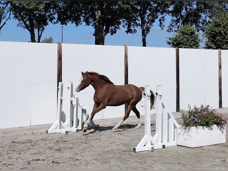 Sonstige Rassen Stute 3 Jahre 125 cm  in Waddinxveen