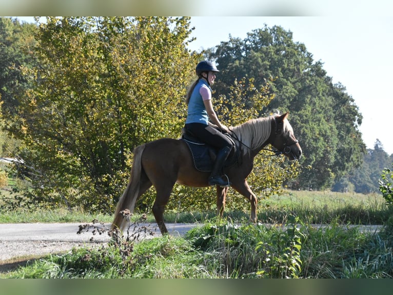 Sonstige Rassen Mix Stute 3 Jahre 138 cm Fuchs in Arnstorf