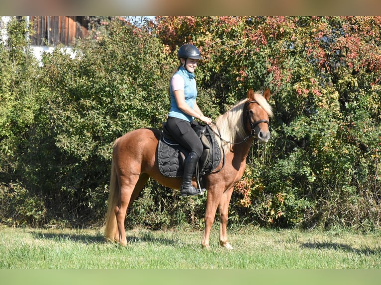 Sonstige Rassen Mix Stute 3 Jahre 138 cm Fuchs in Arnstorf