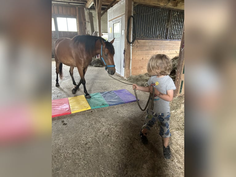 Sonstige Rassen Mix Stute 3 Jahre 139 cm Brauner in Neuschönau