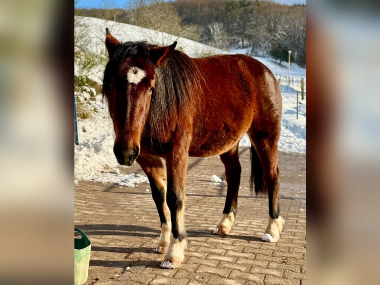 Sonstige Rassen Mix Stute 3 Jahre 140 cm Brauner in Mörlenbach