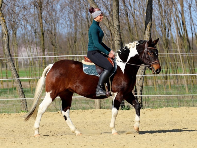 Sonstige Rassen Stute 3 Jahre 150 cm Schecke in Pér