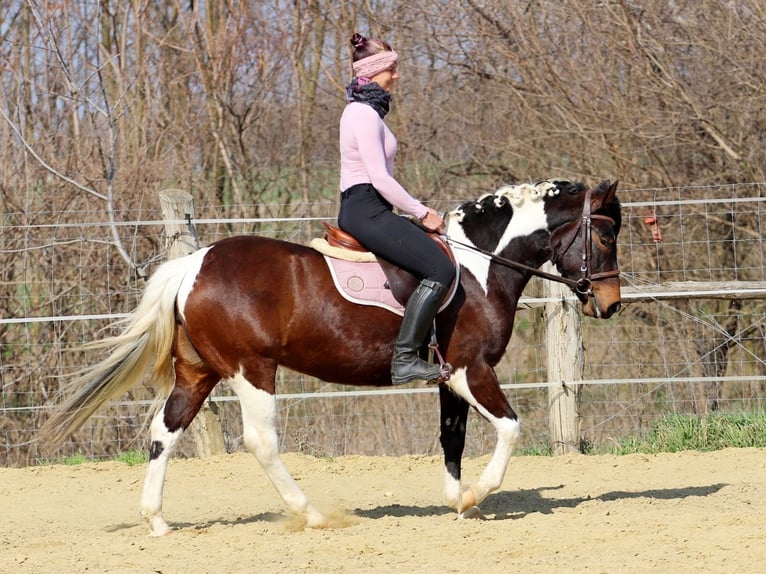 Sonstige Rassen Mix Stute 3 Jahre 150 cm Schecke in Pér