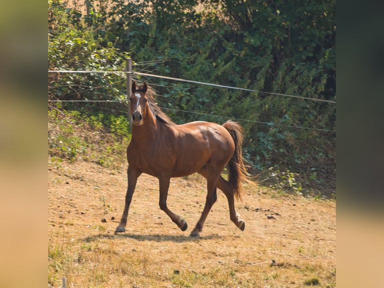 Sonstige Rassen Mix Stute 3 Jahre 151 cm Dunkelfuchs in Oberzent