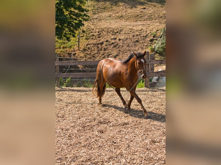 Sonstige Rassen Mix Stute 3 Jahre 151 cm Dunkelfuchs in Oberzent