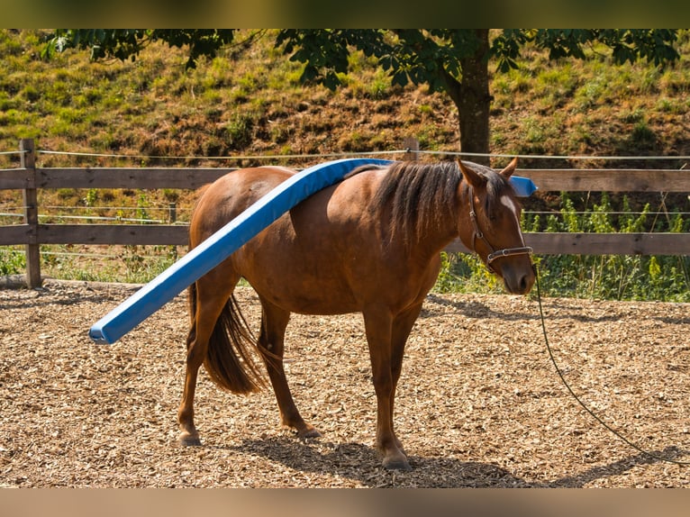 Sonstige Rassen Mix Stute 3 Jahre 151 cm Dunkelfuchs in Oberzent