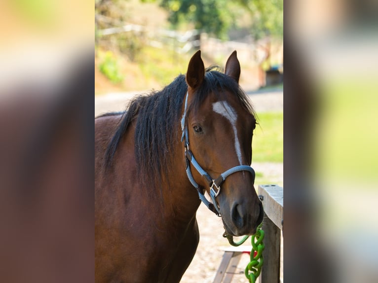 Sonstige Rassen Mix Stute 3 Jahre 151 cm Dunkelfuchs in Oberzent