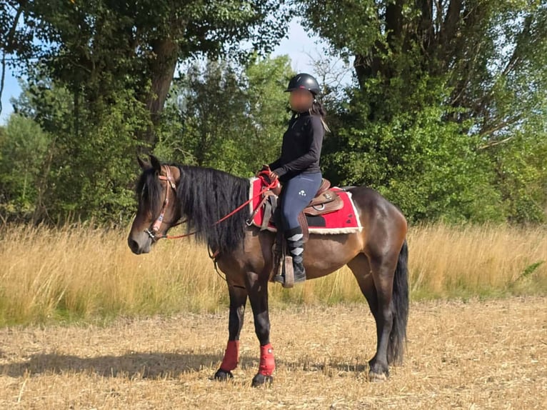 Sonstige Rassen Stute 3 Jahre 152 cm Brauner in Linkenbach