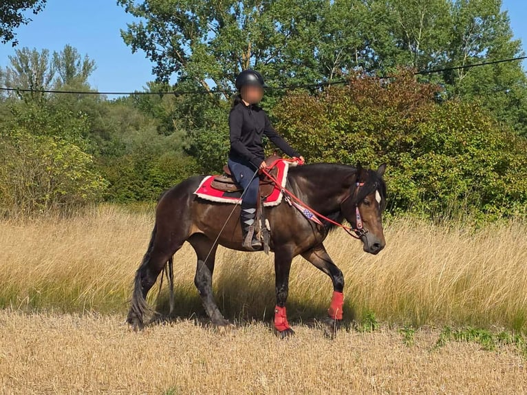 Sonstige Rassen Stute 3 Jahre 152 cm Brauner in Linkenbach