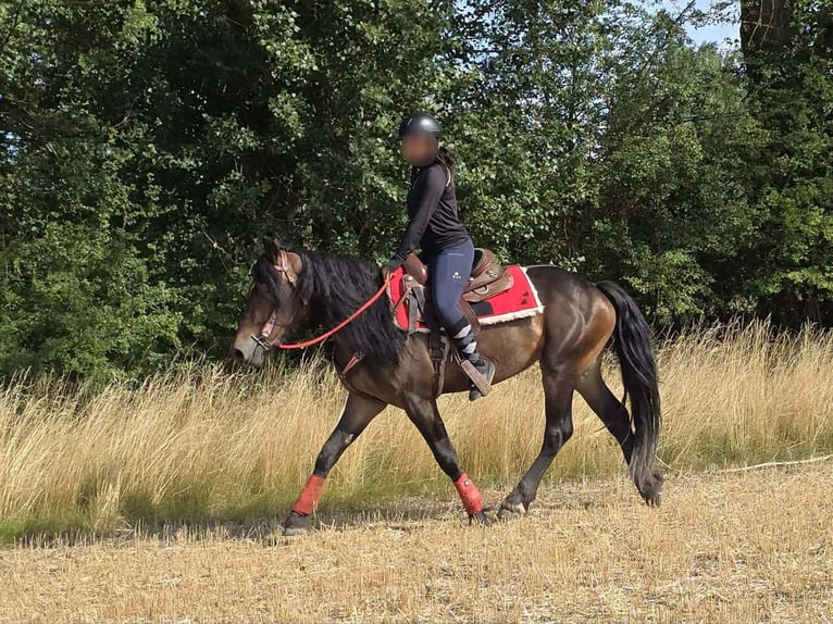 Sonstige Rassen Stute 3 Jahre 152 cm Brauner in Linkenbach