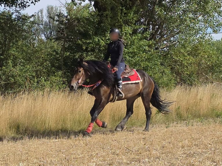 Sonstige Rassen Stute 3 Jahre 152 cm Brauner in Linkenbach