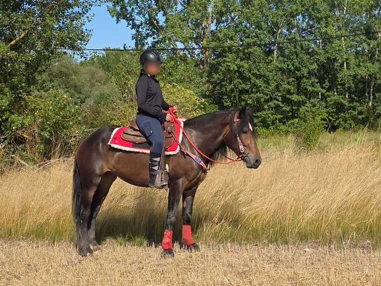 Sonstige Rassen Stute 3 Jahre 152 cm Brauner in Linkenbach