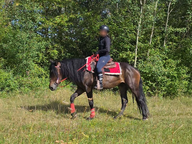 Sonstige Rassen Stute 3 Jahre 152 cm Brauner in Linkenbach