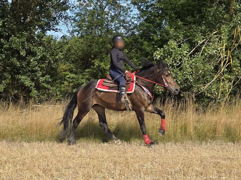 Sonstige Rassen Stute 3 Jahre 152 cm Brauner in Linkenbach