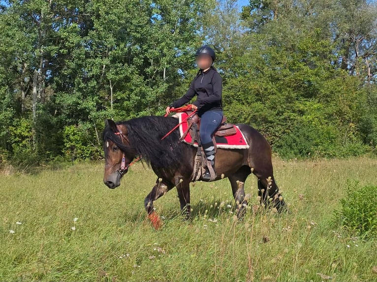 Sonstige Rassen Stute 3 Jahre 152 cm Brauner in Linkenbach