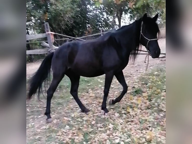 Sonstige Rassen Mix Stute 3 Jahre 152 cm Rappe in Valsamoggia