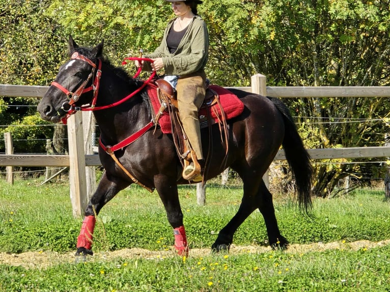 Sonstige Rassen Stute 3 Jahre 153 cm Rappe in Linkenbach
