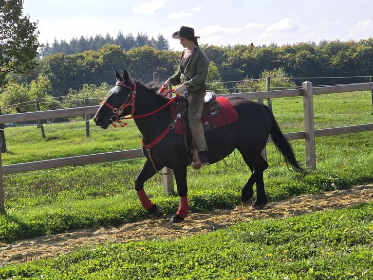 Sonstige Rassen Stute 3 Jahre 153 cm Rappe in Linkenbach