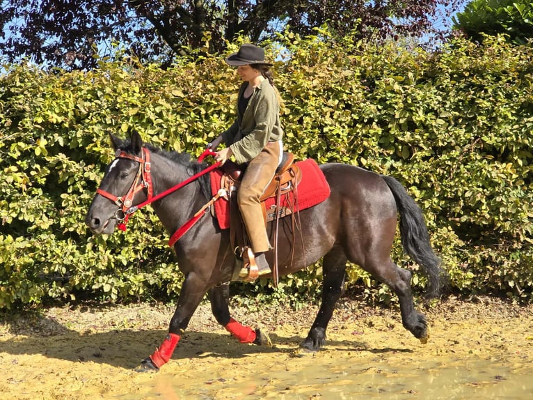 Sonstige Rassen Stute 3 Jahre 153 cm Rappe in Linkenbach