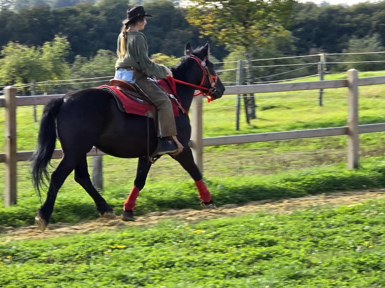 Sonstige Rassen Stute 3 Jahre 153 cm Rappe in Linkenbach