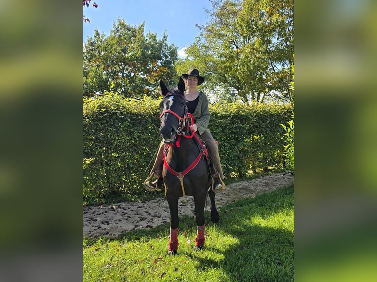 Sonstige Rassen Stute 3 Jahre 153 cm Rappe in Linkenbach