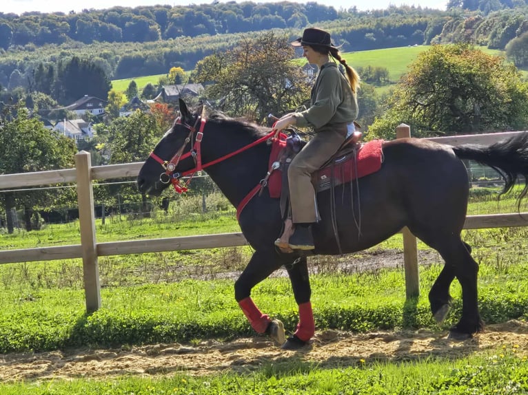 Sonstige Rassen Stute 3 Jahre 153 cm Rappe in Linkenbach