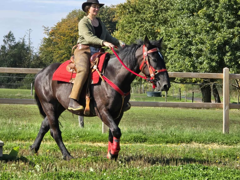 Sonstige Rassen Stute 3 Jahre 153 cm Rappe in Linkenbach