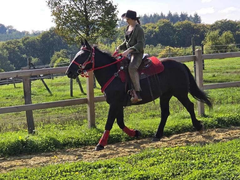 Sonstige Rassen Stute 3 Jahre 153 cm Rappe in Linkenbach