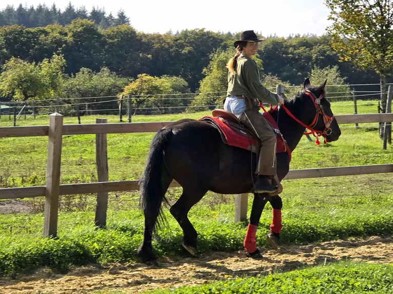 Sonstige Rassen Stute 3 Jahre 153 cm Rappe in Linkenbach