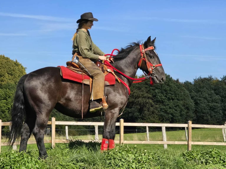 Sonstige Rassen Stute 3 Jahre 153 cm Rappe in Linkenbach