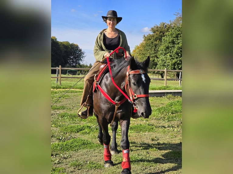 Sonstige Rassen Stute 3 Jahre 153 cm Rappe in Linkenbach