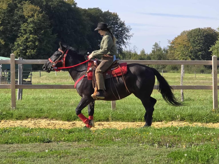 Sonstige Rassen Stute 3 Jahre 153 cm Rappe in Linkenbach