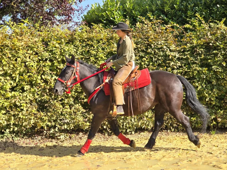 Sonstige Rassen Stute 3 Jahre 153 cm Rappe in Linkenbach
