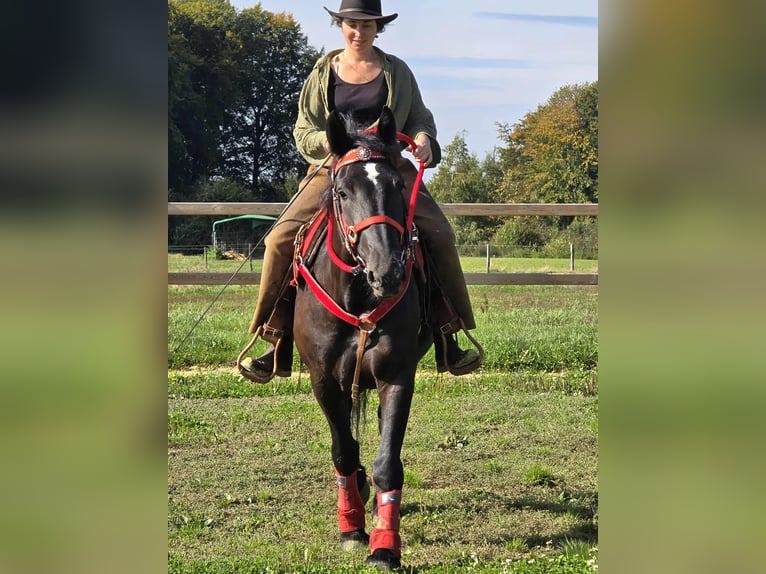 Sonstige Rassen Stute 3 Jahre 153 cm Rappe in Linkenbach