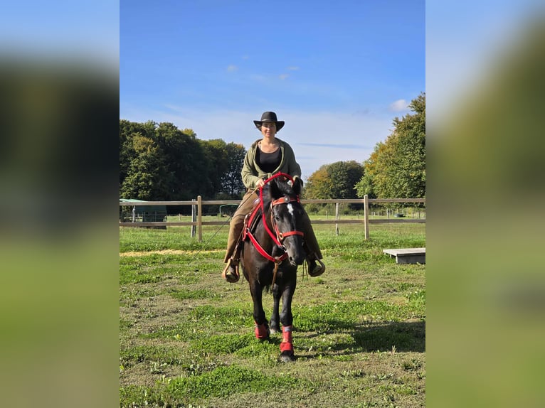 Sonstige Rassen Stute 3 Jahre 153 cm Rappe in Linkenbach