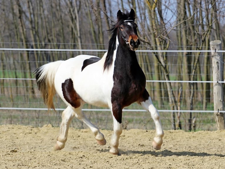 Sonstige Rassen Mix Stute 3 Jahre 153 cm Schecke in Pér