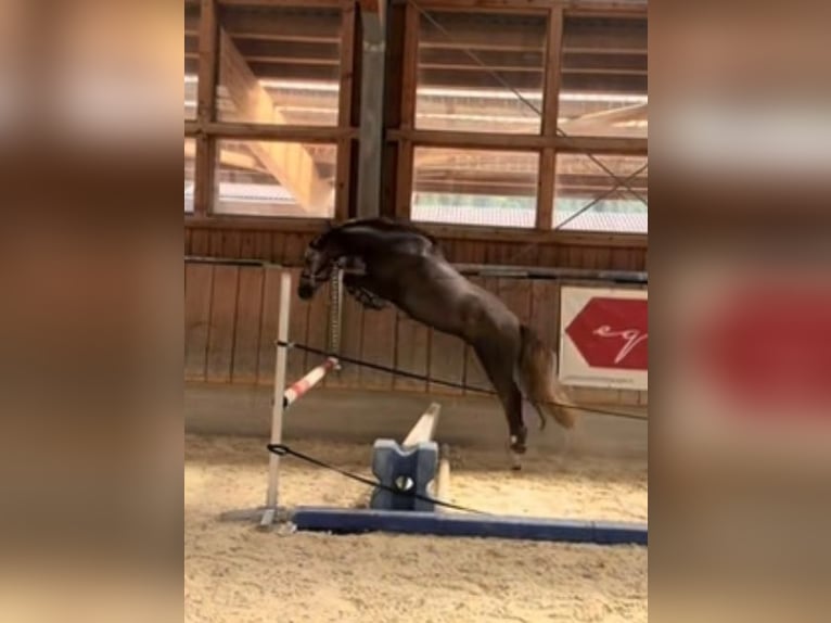 Sonstige Rassen Stute 3 Jahre 154 cm White in Kuchl