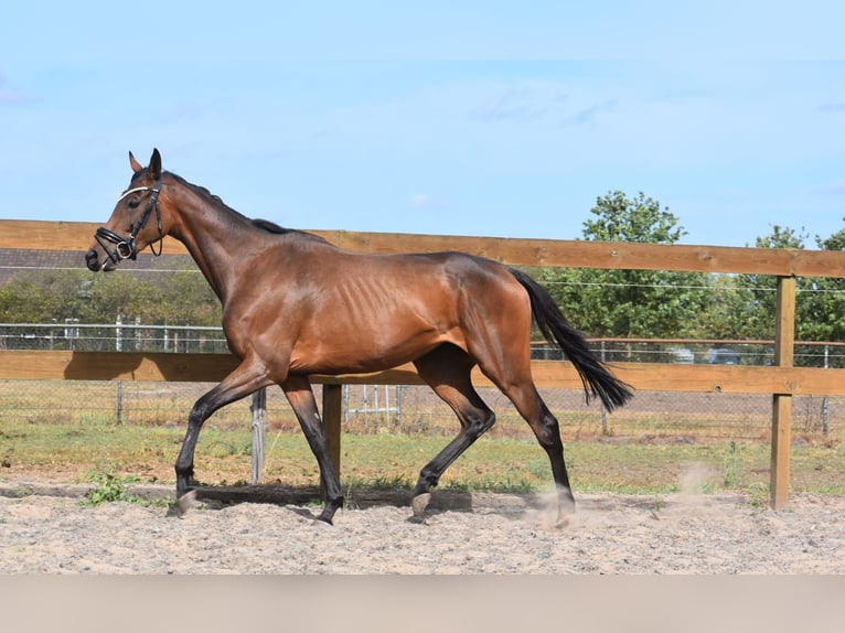 Sonstige Rassen Stute 3 Jahre 155 cm Brauner in Achtmaal