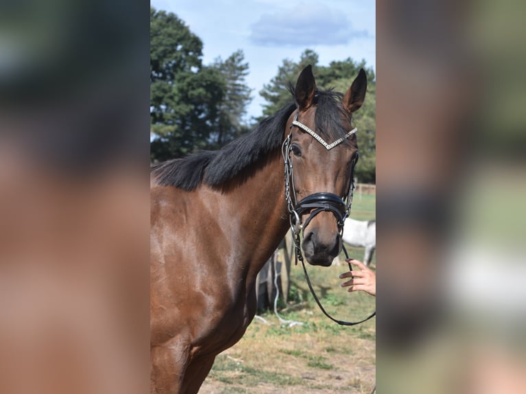 Sonstige Rassen Stute 3 Jahre 155 cm Brauner in Achtmaal