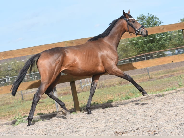 Sonstige Rassen Stute 3 Jahre 155 cm Brauner in Achtmaal