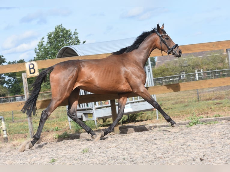 Sonstige Rassen Stute 3 Jahre 155 cm Brauner in Achtmaal