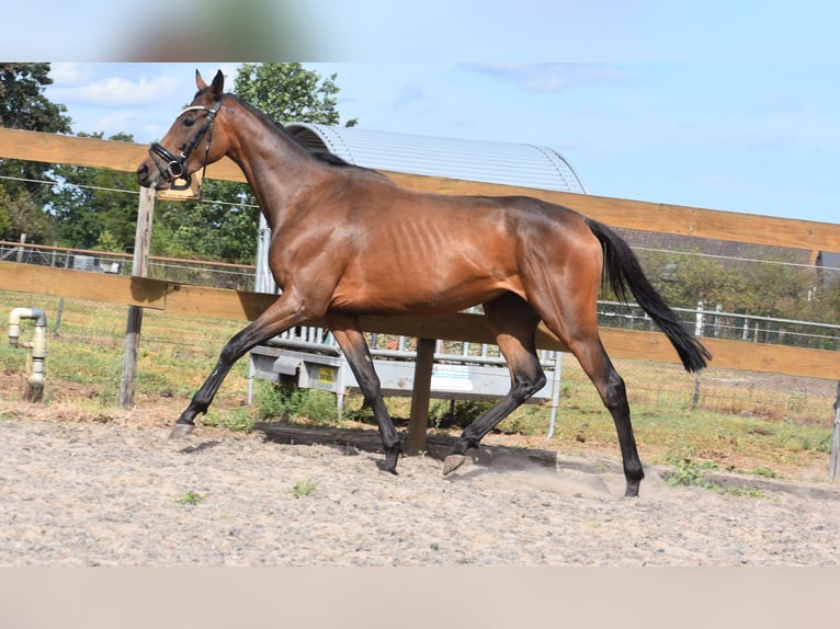 Sonstige Rassen Stute 3 Jahre 155 cm Brauner in Achtmaal