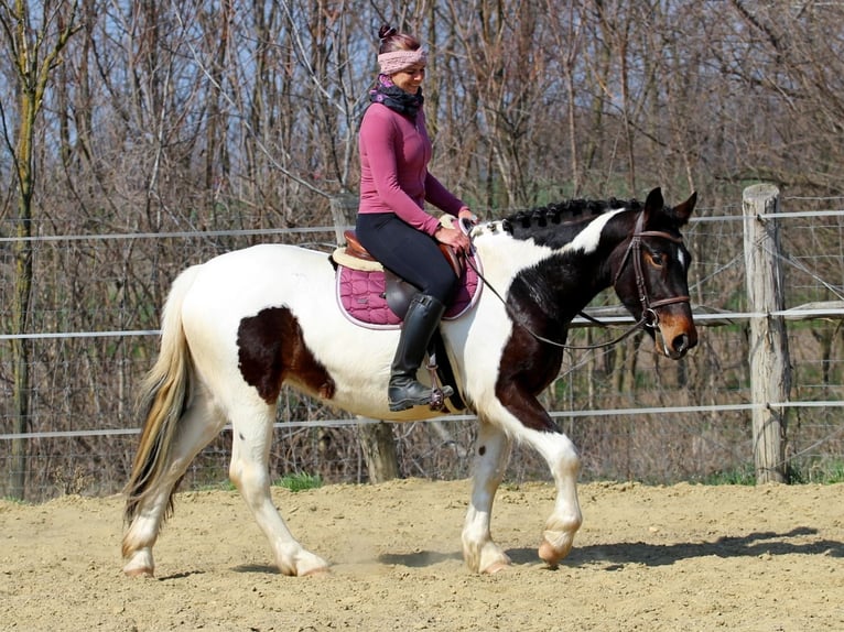 Sonstige Rassen Stute 3 Jahre 155 cm Schecke in Pér